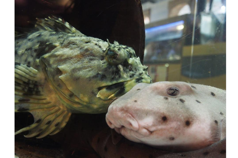 Los Angeles : Aquarium Heal The Bay à Santa Monica