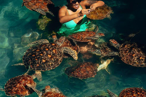 Sea Turtles Cave Conservation swimming & Prison Island Tour SEA TURTLES AND PRISON ISLAND