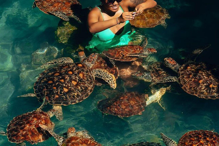 Sea Turtles Cave Conservation swimming & Prison Island Tour SEA TURTLES AND PRISON ISLAND