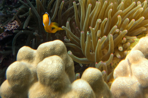 Mascate : excursion de plongée en apnée sur l&#039;île de Dimaniyat