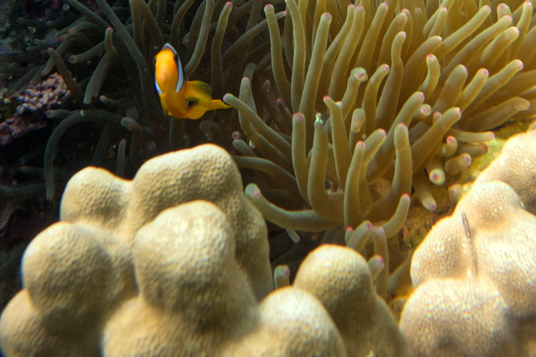 Muscat: Snorkeltur till ön Dimaniyat