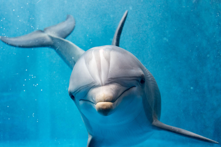 Vanuit Hurghada: Paradise Island Speedboat Tour met dolfijnen7H Dolphin met 2 eilanden – Privé speedboot