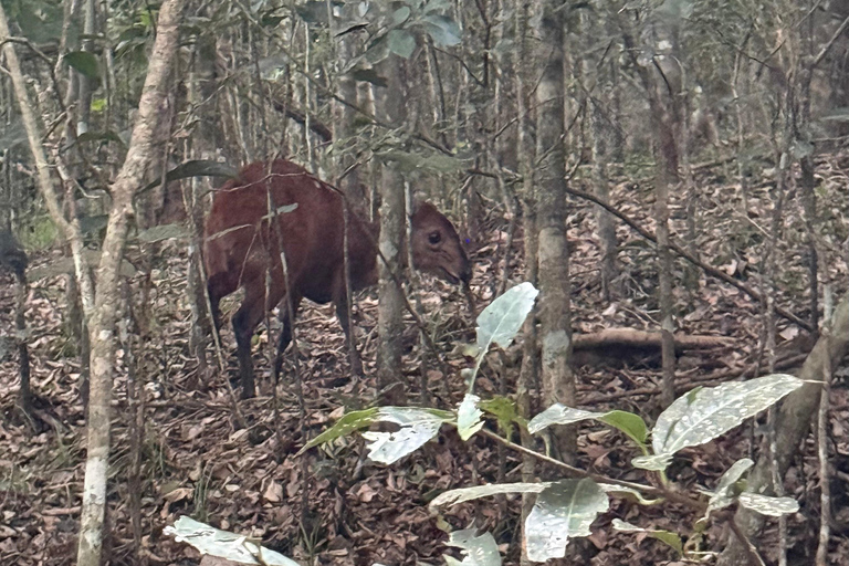 Nairobi: Karura Forest Tour (German-speaking)