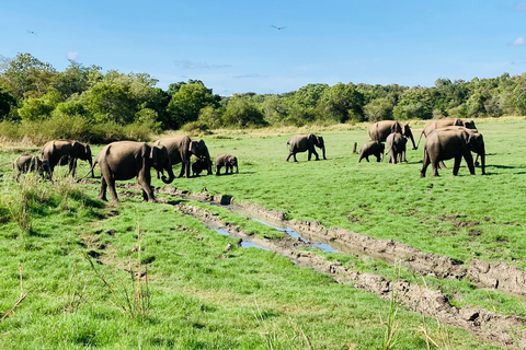 Sigiriya: Rock Hike, Elephant Safari & Polonnaruwa City Tour