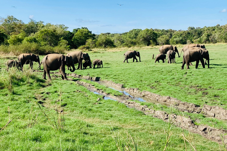 Sigiriya: Rock Hike, Elephant Safari & Polonnaruwa City Tour