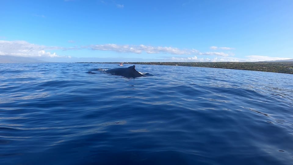 Dolphins & Whales, Private Tour Snorkeling | GetYourGuide