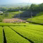 Uji: city card della capitale del matcha con cerimonia del tè e laboratori