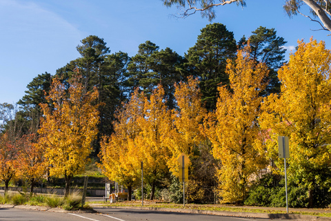 Sydney: Blue Mountains 3 Scenic Walks Ultimate Guided Tour Shared Tour, Meet at Furama Darling Harbour