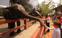 Von Kuala Lumpur, Kuala Gandah Elephant Sanctuary Day Tour - Hizvo