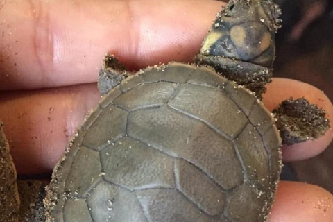 马尔多纳多港：塔里卡亚野生动物救援中心之旅