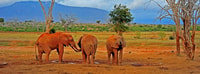 11 Days Best Kenya Budget Camping Safari Package - Housity