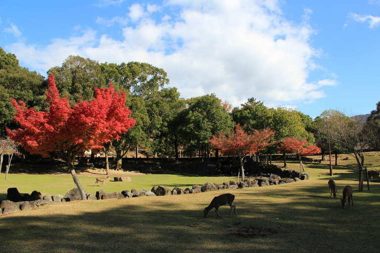 One Day Private Customized Self-Guided Tour in Nara