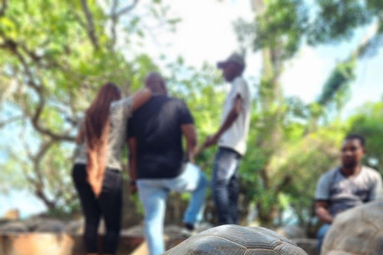 桑给巴尔：石头城、监狱岛和萨拉姆洞海龟