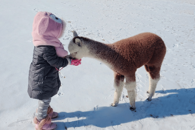 Seoul: Escursione di un giorno a Gangwon-do con il Mondo degli Alpaca e l&#039;Isola di NamiTour di gruppo dei giardini da Myengdong