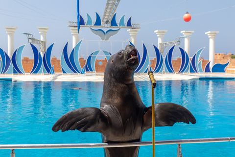 Alanya: tour del parco dei delfini di Sealanya con spettacolo di delfini