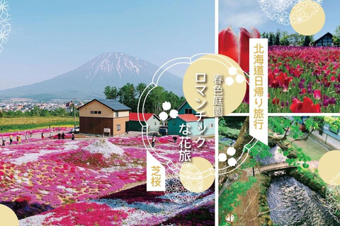 Sapporo: Hokkaido Moss Phlox & Tulip Flower Fields Day Trip