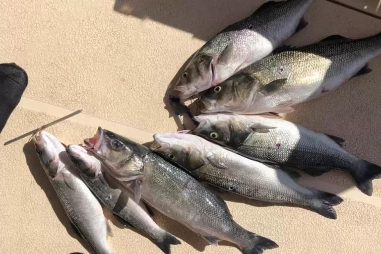 Kotor: Fishing Experience with 100% guaranteed catch