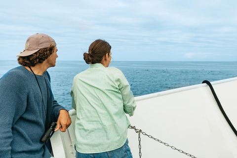 San Diego : Croisière d'observation des baleines et des dauphins