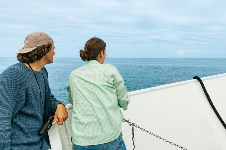 San Diego: Whale-Watching-Bootsfahrt und Delfinbeobachtung