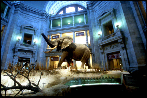 Chasse au trésor en famille au Musée d&#039;histoire naturelle de Washington D.C.