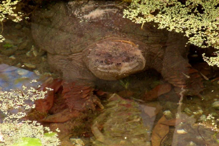 Silver Springs: Clear Kayak Wildlife Tour Sit On Top Kayak