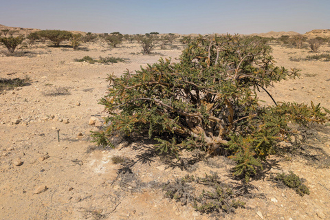 Salalah: Private City Tour — Half or Full Day Half day - Coach (21-45 guests)
