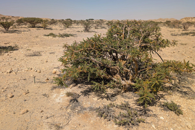 Salalah: Private City Tour — Half or Full Day Half day - Coach (21-45 guests)