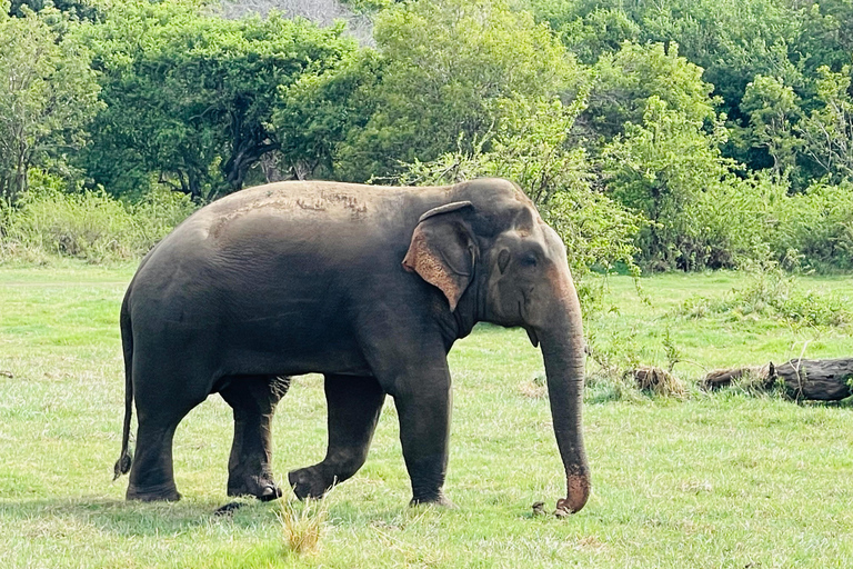 Wild Elephant Safari Tour Minneriya, Kaudulla & Hurulu ECO Start from Dambulla