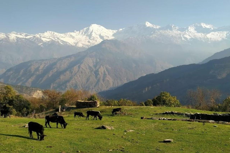 Mt. Ganesh Himal (Yangra) 2025/2026