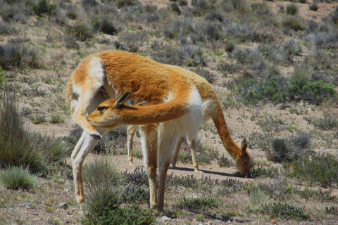 Full Day Trip to Colca Canyon from Arequipa ending in Puno