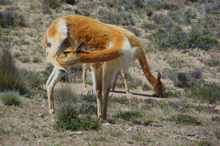 Full Day Trip to Colca Canyon from Arequipa ending in Puno