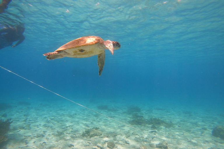 diymaniyat Snorkelling (swim whalesharks or turtles)