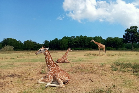 From Coron: Calauit Safari & Black Island Tour with Lunch
