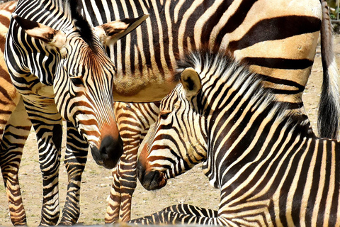 From JNB: Pilanesberg Safari incl. Lunch Full day
