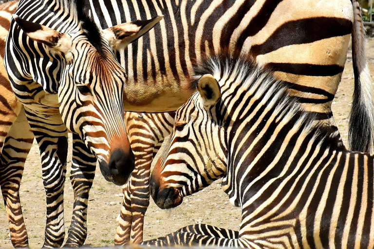From JNB: Pilanesberg Safari incl. Lunch Full day