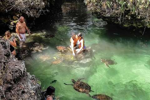 Swimming and feeding sea turtles at salam aquarim