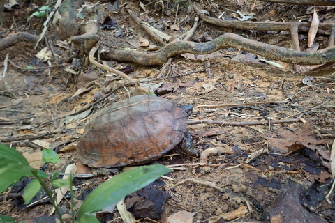 From Phuket: Guided Rainforest Hike with Lunch