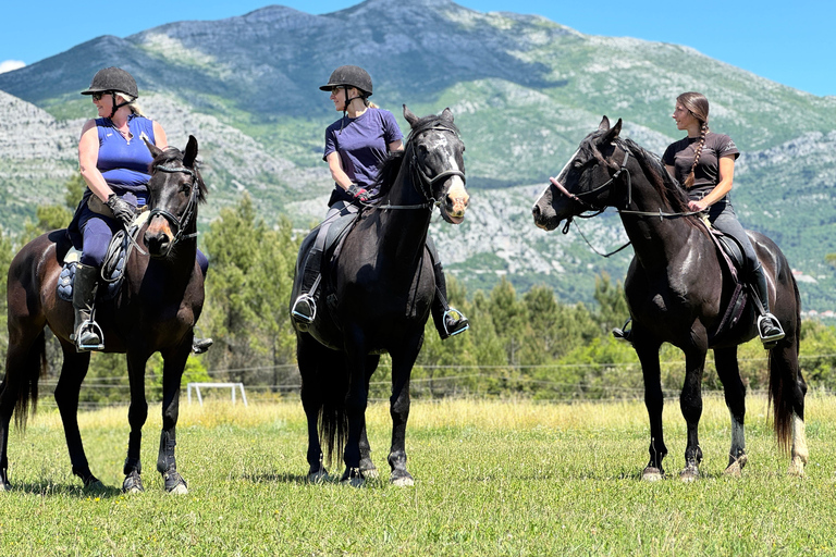 Dubrovnik: Horse Riding with local guide - beginner friendly