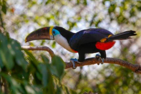 Cartagena: Day Tour to Barú with Admission to the Aviary