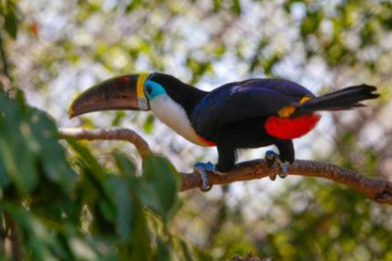 Cartagena: Day Tour to Barú with Admission to the Aviary