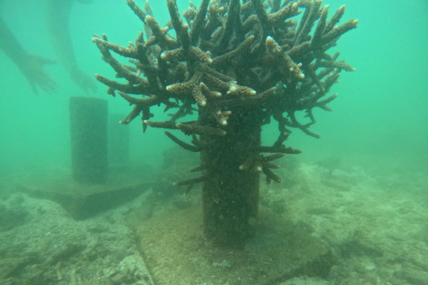 Mirissa: Night Snorkeling Adventure with Coral Reef & Fishes Mirissa: Night Snorkeling Adventure with Local Guide