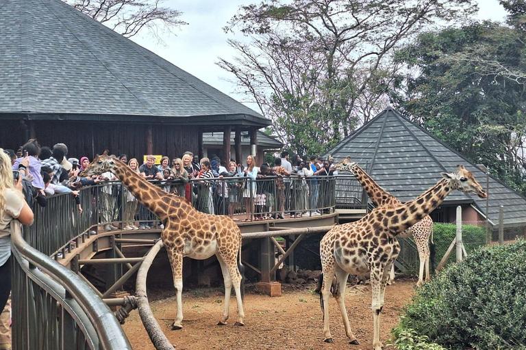 Nairobi NationalPark,Sheldrick Wildlife Trust&Giraffe Center