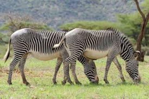 3 Days Private tour to Buffalo Springs National Reserve