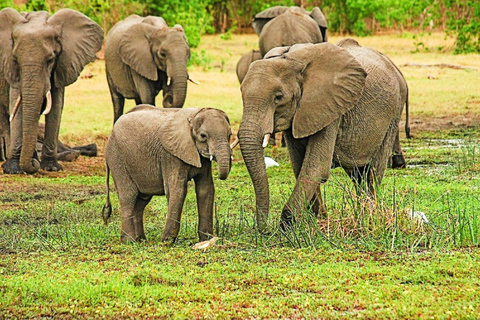 Nuitée à Periyar Wildlife Tour avec bain d&#039;éléphantsNuitée, Periyar Wildlife Tour avec bain d&#039;éléphants