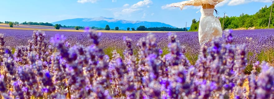 Depuis Avignon : champs de lavande et villages du Luberon