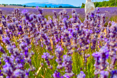 from Avignon: Lavender fields and villages in the Luberon