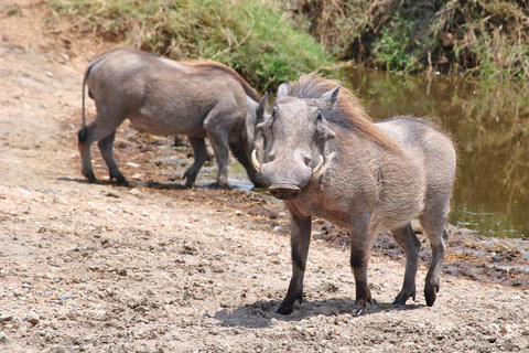 Safaris de 3 DÍAS con elefantes en Tarangire y el cráter del NgorongoroSafaris de 3 días con elefantes en Tarangire y el cráter del Ngorongoro