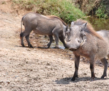 Safari di un giorno nel parco nazionale di Mikumi in auto Da DAR ES SALAAM