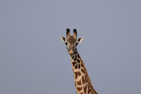 De Arusha: Visita a Tarangire, Serengeti e Lago Manyara