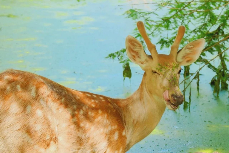 Hangzhou Qingshan Lake Water‑Forest Private Day Tour Ticket + Deer‑Feeding | Separate Driver & Guide